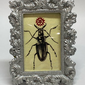 Small Framed Beetle Print Bug 3