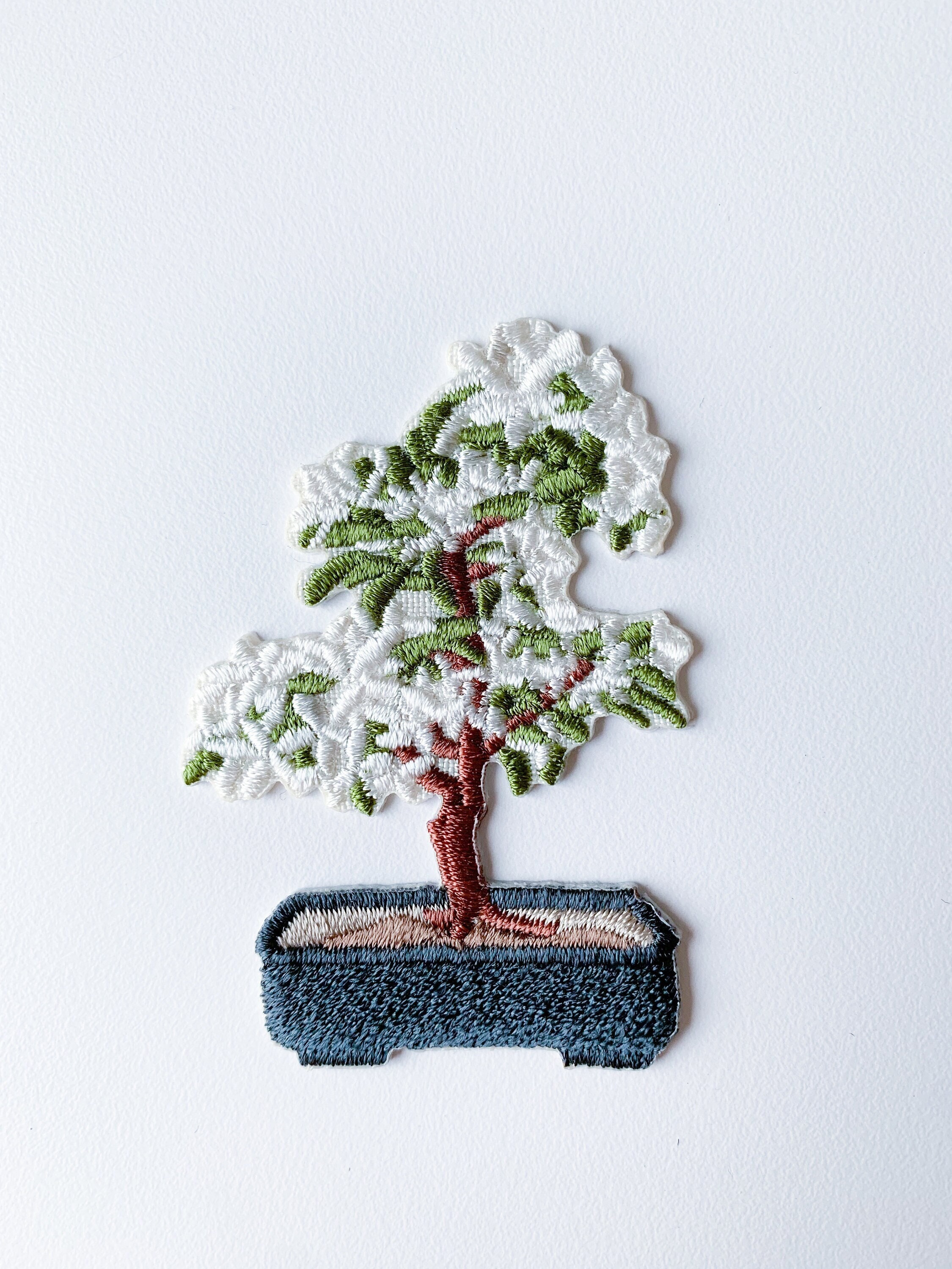 drzewko bonsai ficus Ficus Retusa 'Microcarpa Ginseng'  Snakeroot Botanicals