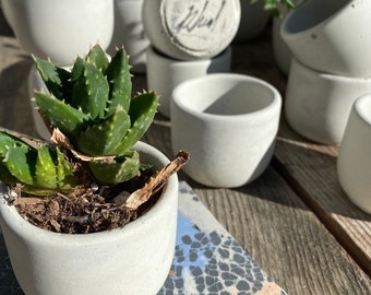 May include: A small succulent plant in a white concrete planter. The planter is sitting on a colorful, textured surface. There are many other white concrete planters in the background.