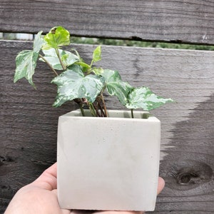 May include: A small, white, square concrete planter with a variegated green ivy plant growing inside.