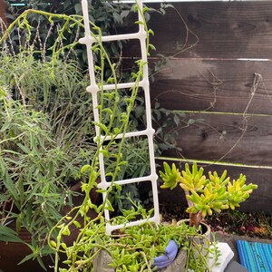 Miniature Glass Ladder Plant Stand image 2