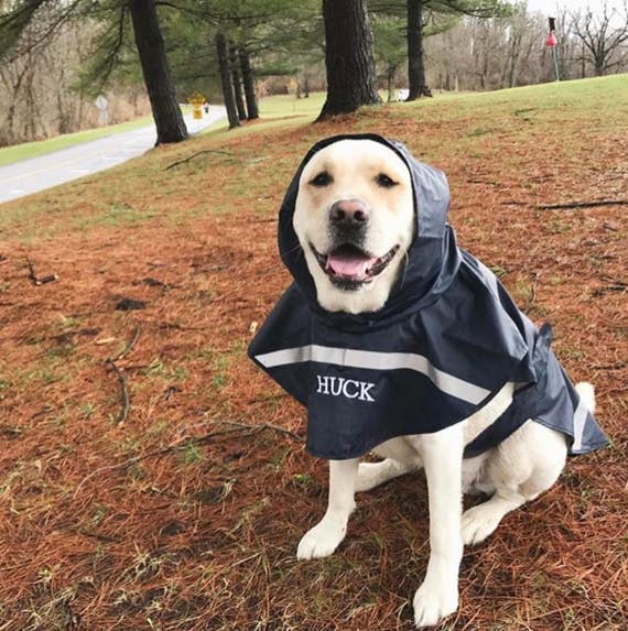 doggie rain coats