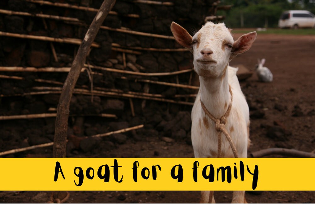 Charity Gift Card Buy a Goat for a Family Alternative Gift Etsy