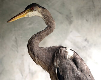 Large Antique Taxidermy GreyHeron Stuffed & Mounted Bird French Country House Curiosity