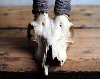 HUGE African Antelope Horns Large Antique Taxidermy Skull Big Game Country House Curiosity