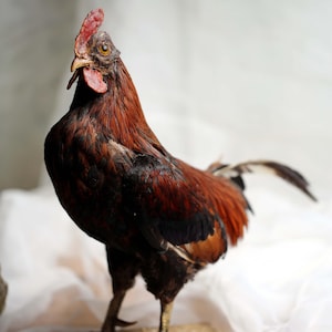 Può includere: Immagine dettagliata di un gallo con piume marroni e nere, una cresta rossa e un becco giallo. Il gallo è in piedi su una piccola base quadrata color marrone chiaro. Lo sfondo è di un colore neutro e morbido.