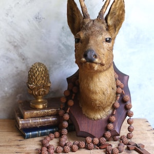 Rådjurshuvud med horn Uppstoppad Vintage Taxidermi Hjortfäste med horn Fransk