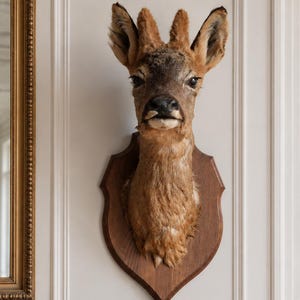 Stort rådjurshuvud uppstoppat vintage taxidermi hjortfäste med horn franskt