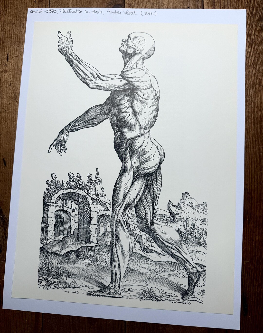 Vintage Andreas Vesalius Print on Paper Anatomy Illustration by Andre ...