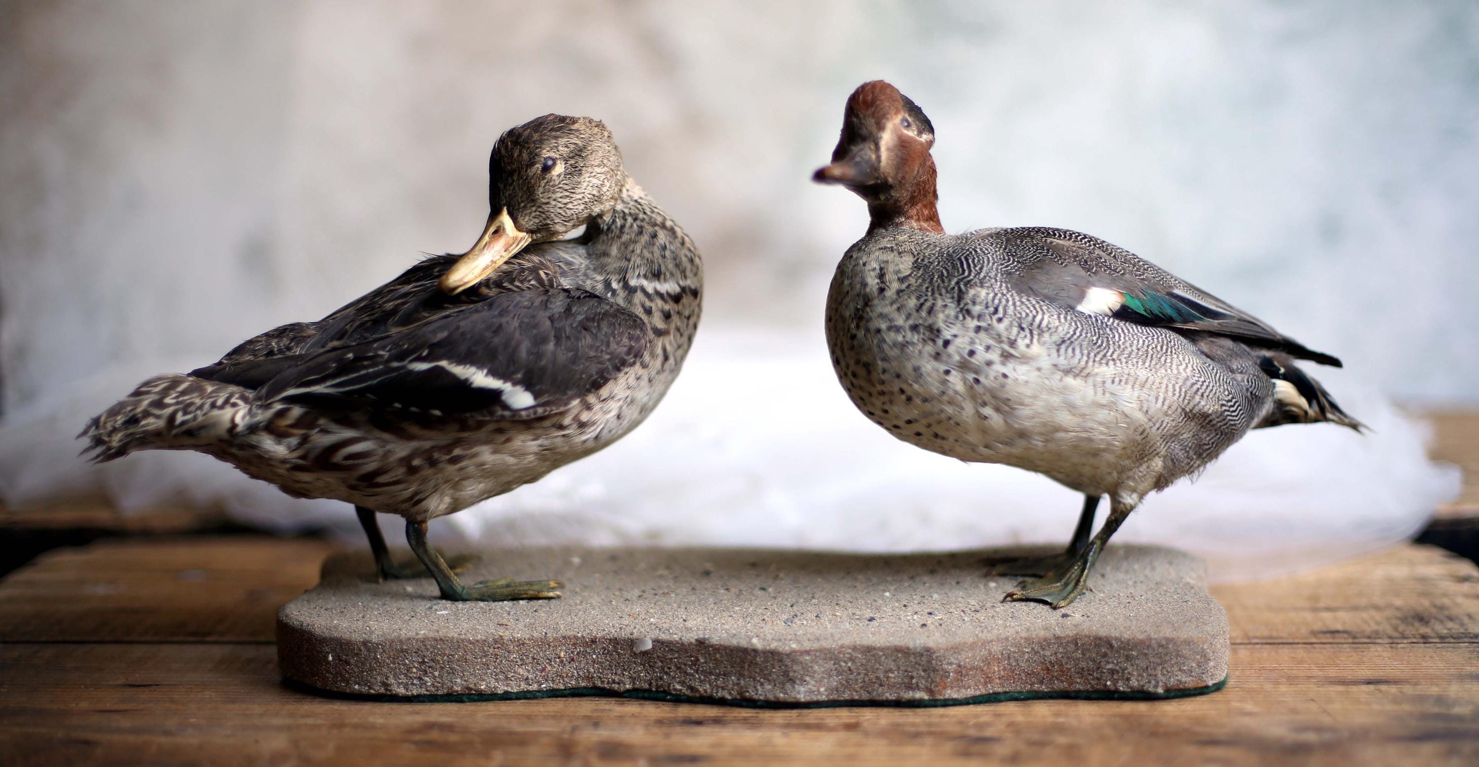 Female Mount Mallard Male And Female Mount