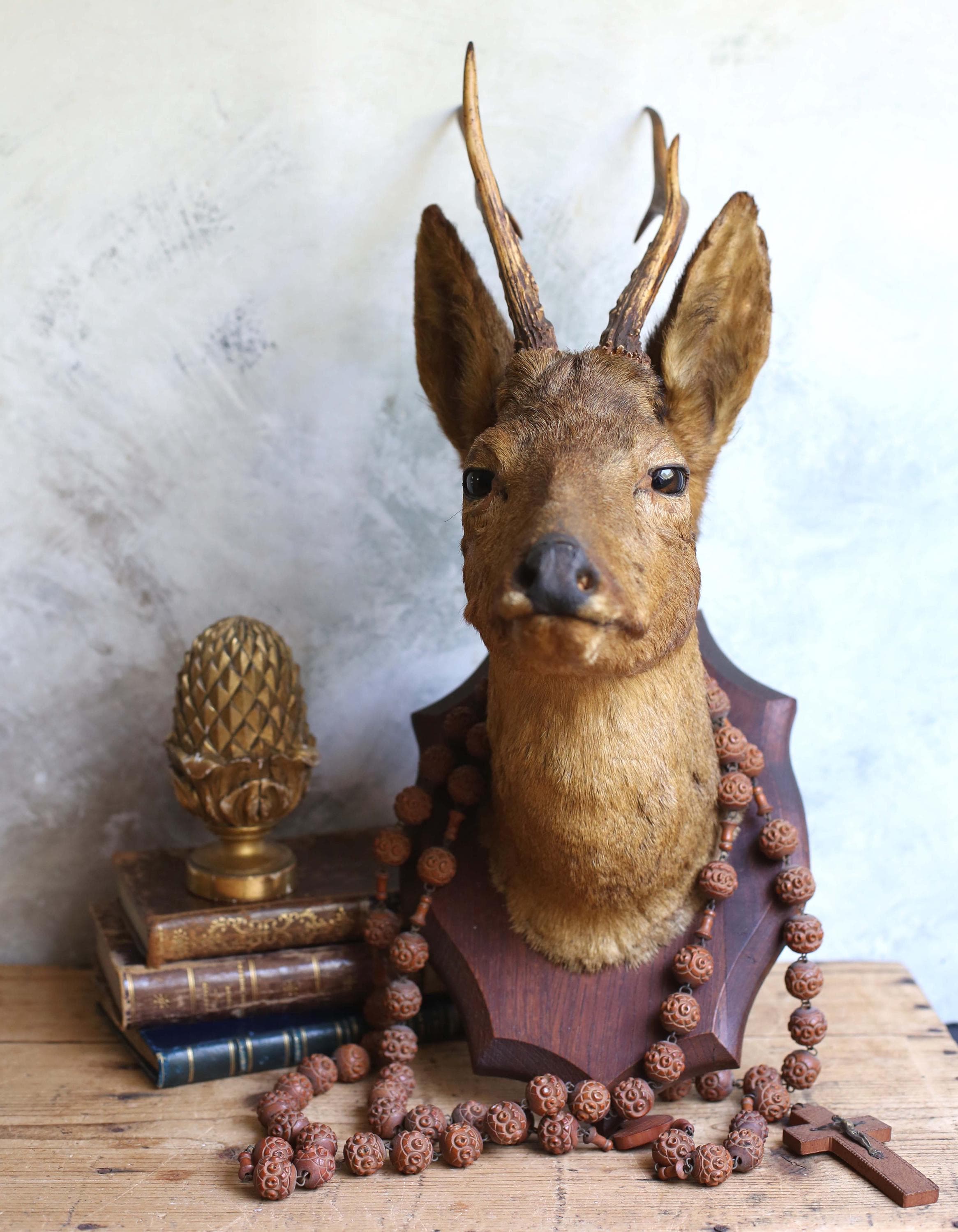 動物のはく製 - ビンテージ - Etsy 日本