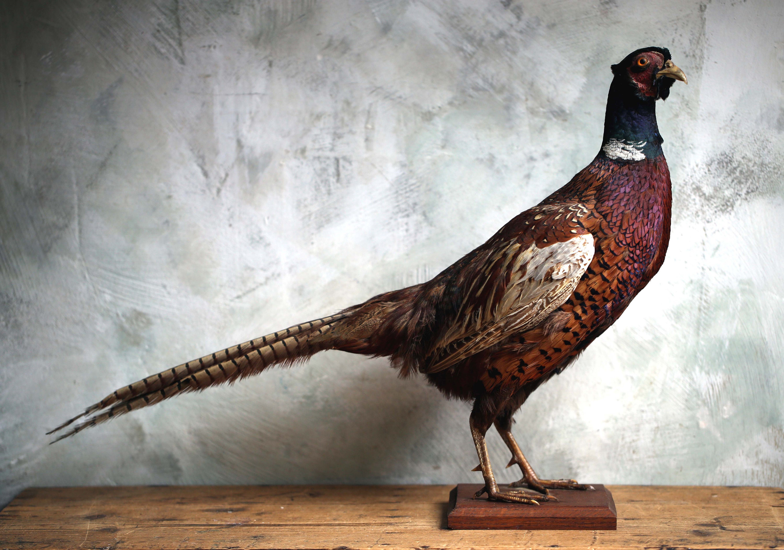 Stuffed pheasant store for sale