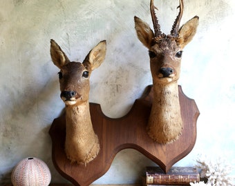 Double Deer's Head with Horns Adult Stag Stuffed Vintage Taxidermy Mount French Curiosity