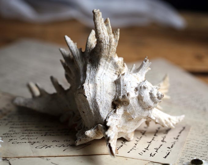 Antique Spiky Horned Conch Shell Specimen Sea Shell for Cabinet of ...
