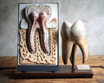 Vintage Dental Model Large Tooth Molar Anatomical Teaching Aid Dentist's Medical Display Mid Century