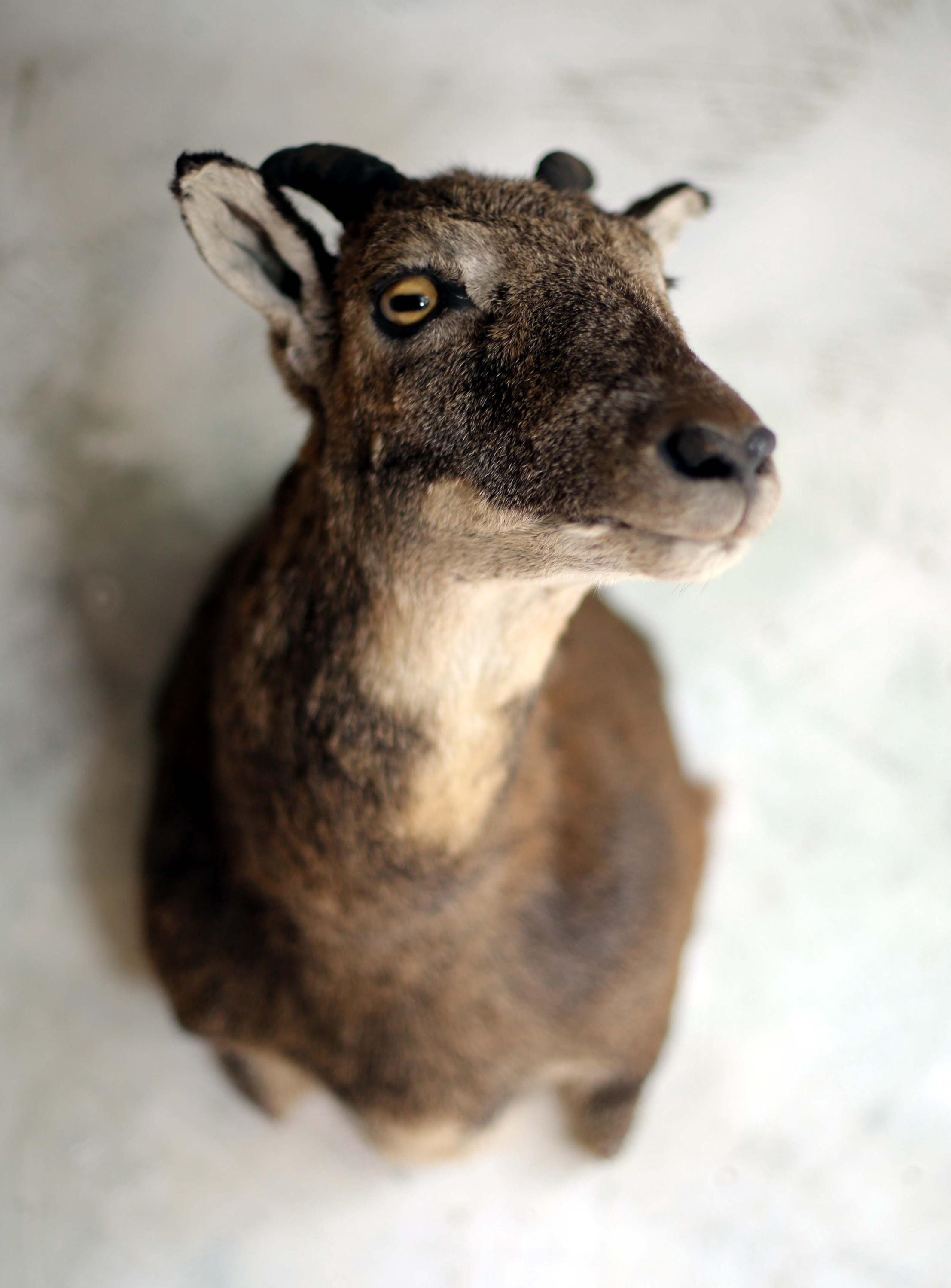 蔵c3567】インパラ（ショルダーマウント）剥製 動物のはく製