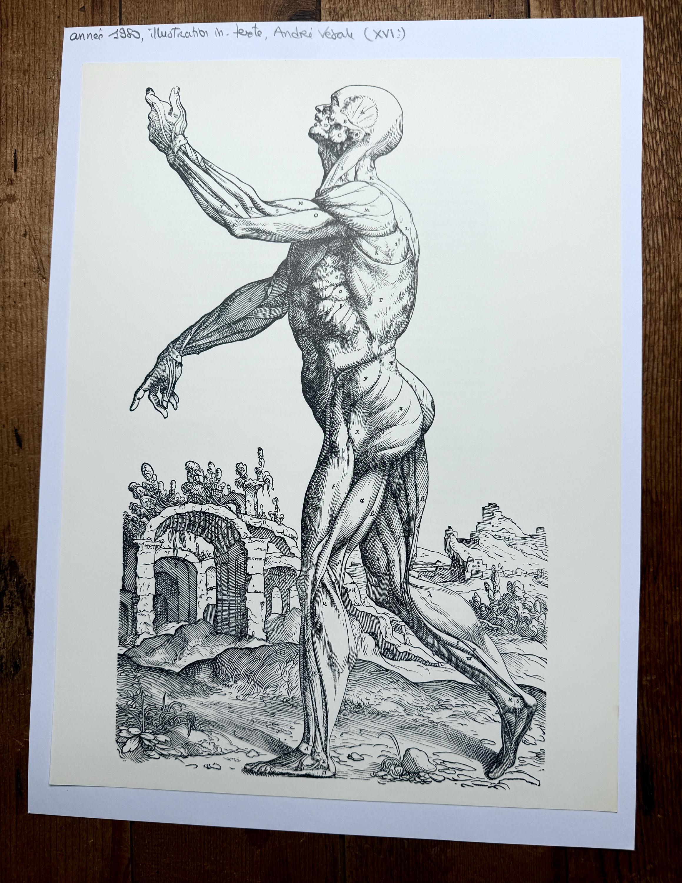 ヴィンテージのアンドレアス・ヴェサリウスの紙に印刷された解剖学