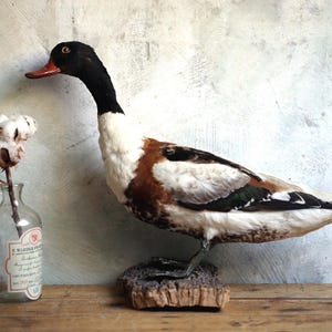 アメリカ カブトガニの本物剥製