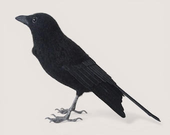 May include: A detailed, black crow figurine with a textured appearance. The crow stands on gray feet, with a long tail and a slightly open beak. The bird is set against a plain, off-white background.