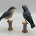 see more listings in the Birds section