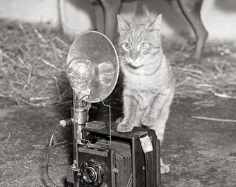 Cat with a Camera, 1936. Digital Photo Download. Vintage Black & White Photograph. Pets, Animals, Photographer, 1930s, 30s.