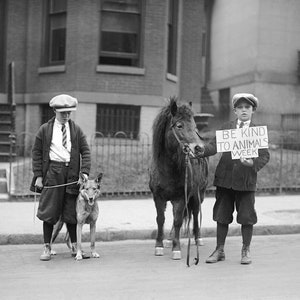 Be Kind to Animals Week, 1923. Vintage Photo Reproduction Print. Black & White Photograph. Pets, Dog, Horse, Pony, Animals,1920s.