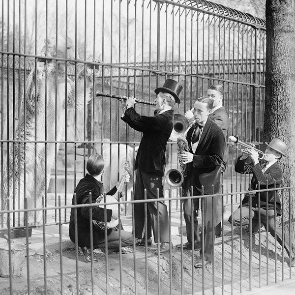 Concert For Polar Bears, 1925. Vintage Photo Reproduction Print. Black & White Photograph. Jazz, Band, Music, Zoo, 1920s, 20s.