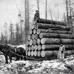 Lumberjacks Hauling Logs, 1908. Vintage Photo Reproduction Print. Black & White Photograph. Loggers, Logging, Horses, Winter, Snow.