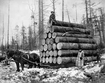 Lumberjacks Hauling Logs, 1908. Vintage Photo Reproduction Print. Black & White Photograph. Loggers, Logging, Horses, Winter, Snow.