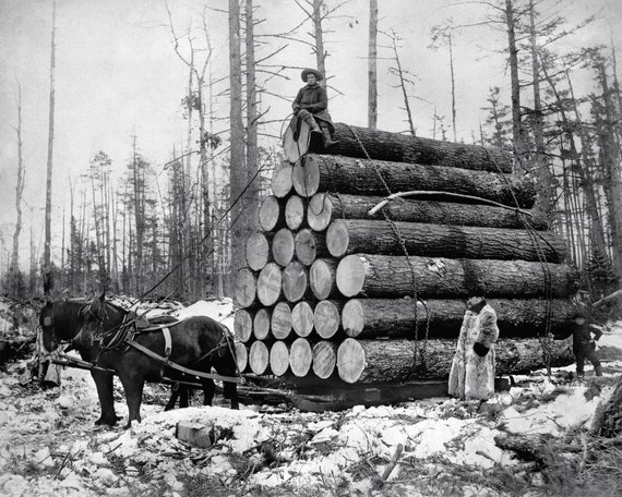 Lumberjacks Hauling Logs, Vintage Photo Reproduction Print