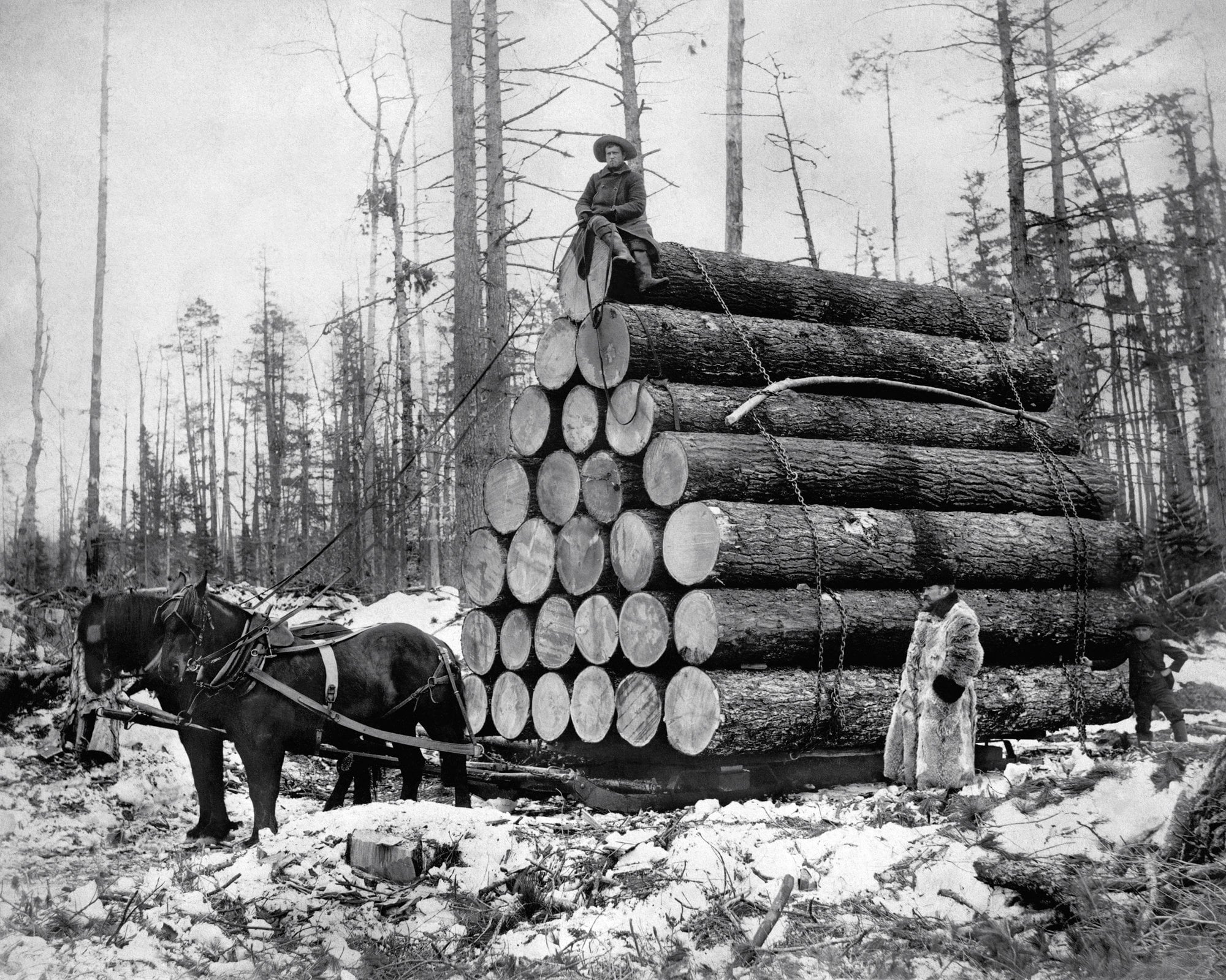 Е годы именно в это. Лесопилка 19 века. Трелевка древесины это. Вывозка леса на лошадях. Заготовка леса.