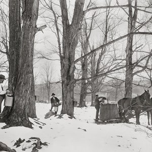 Vermont Maple Sugar Camp, 1906. Vintage Photo Reproduction Print. Black & White Photograph. Maple Syrup, New England, Winter, Snow.