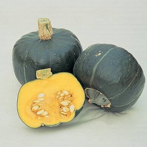 Heirloom Winter Squash, &#39;Burgess Buttercup&#39;, 12 seeds/pkt