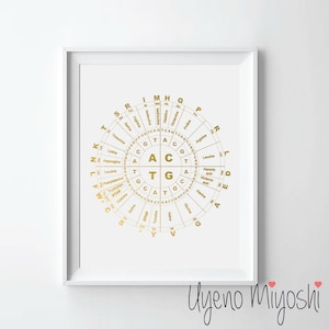 May include: A gold circular chart with the genetic code for amino acids. The chart is divided into four quadrants, each representing one of the four nitrogenous bases in DNA: adenine (A), cytosine (C), guanine (G), and thymine (T). The chart shows the codons, which are three-base sequences that code for specific amino acids. The chart also includes the start codon (AUG) and the stop codons (UAA, UAG, UGA).