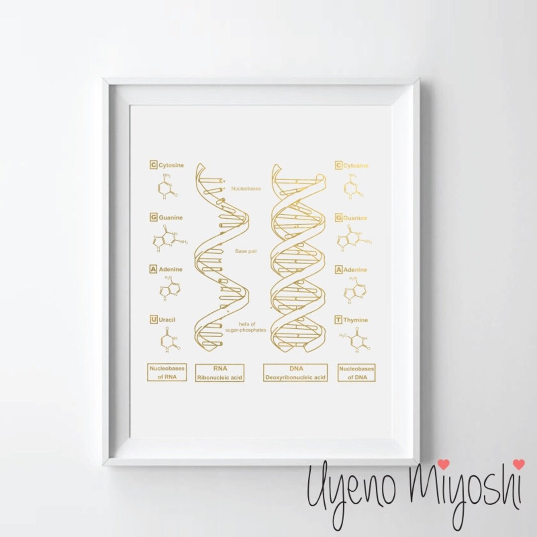 DNA and Rna Strand Gold Foil Print, Gold Print, Custom Print in Gold ...