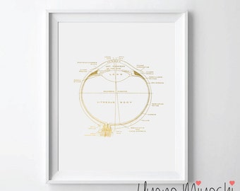 Human Eyeball II Anatomy Gold Foil Print, Gold Print, Custom Print in Gold, Illustration Art Print, Eye Anatomy Gold Foil Art Print