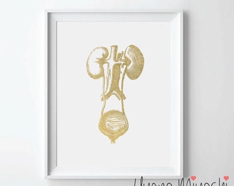 Human Kidney I Anatomy Gold Foil Print, Gold Print, Kidneys and Bladder Anatomy Print, Art Print, Urinary Tract System Gold Foil Art Print