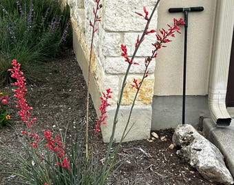 20 Red Yucca (Hesperaloe parviflora) seeds