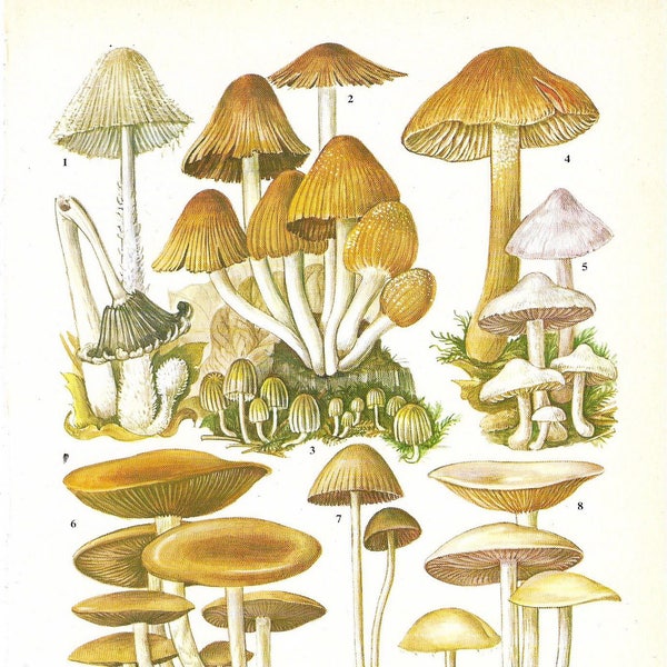 Vintage Fungi Coloured Book Plate - Mushrooms - Ideal For Framing # 139