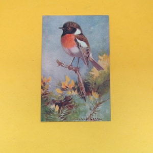 May include: A vintage postcard featuring a colorful bird perched on a branch. The bird has a red breast, brown head, and white accents. The background is a soft blue with green foliage and yellow flowers. The artist's signature is visible.