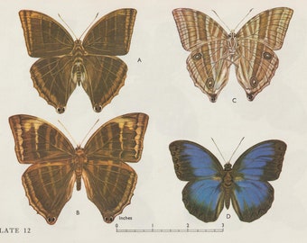 Vintage 1950s Coloured Double-Sided Bookplate - Butterflies