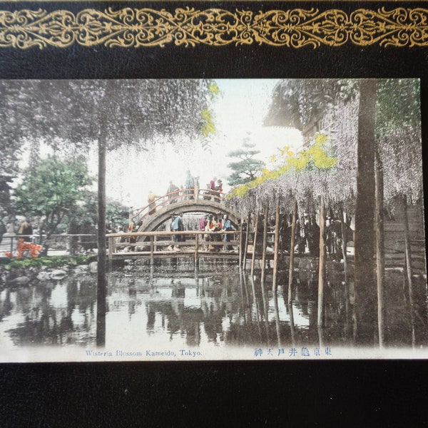 Antique Postcard From Japan - Wisteria Blossom, Kameido, Tokyo - Unused