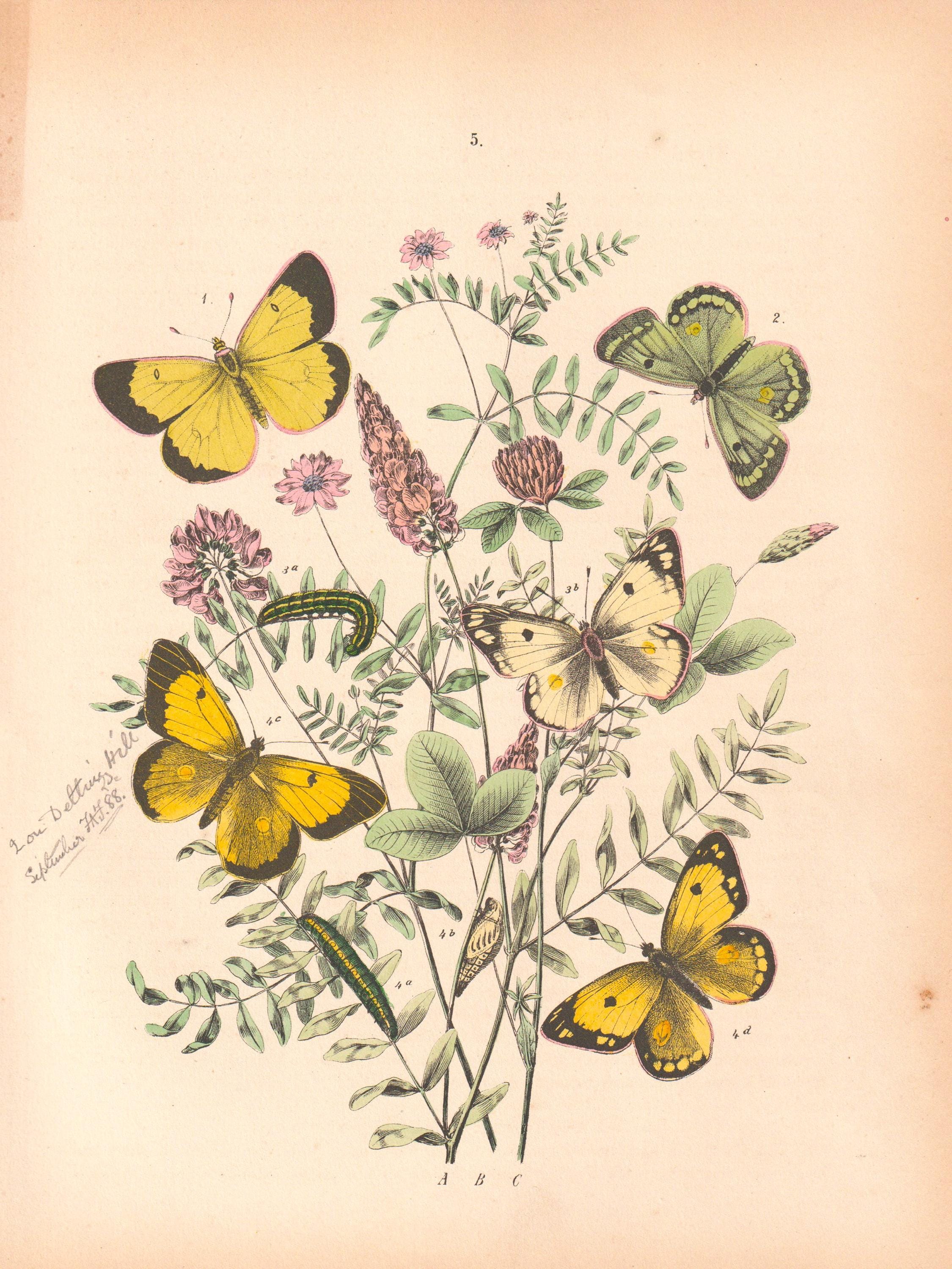 アンティーク カード ヴィクトリア朝時代大型クロモリトグラフフランス