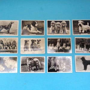 Perros - 12 x Tarjetas de cigarrillos vintage para personas mayores - Tamaño más grande