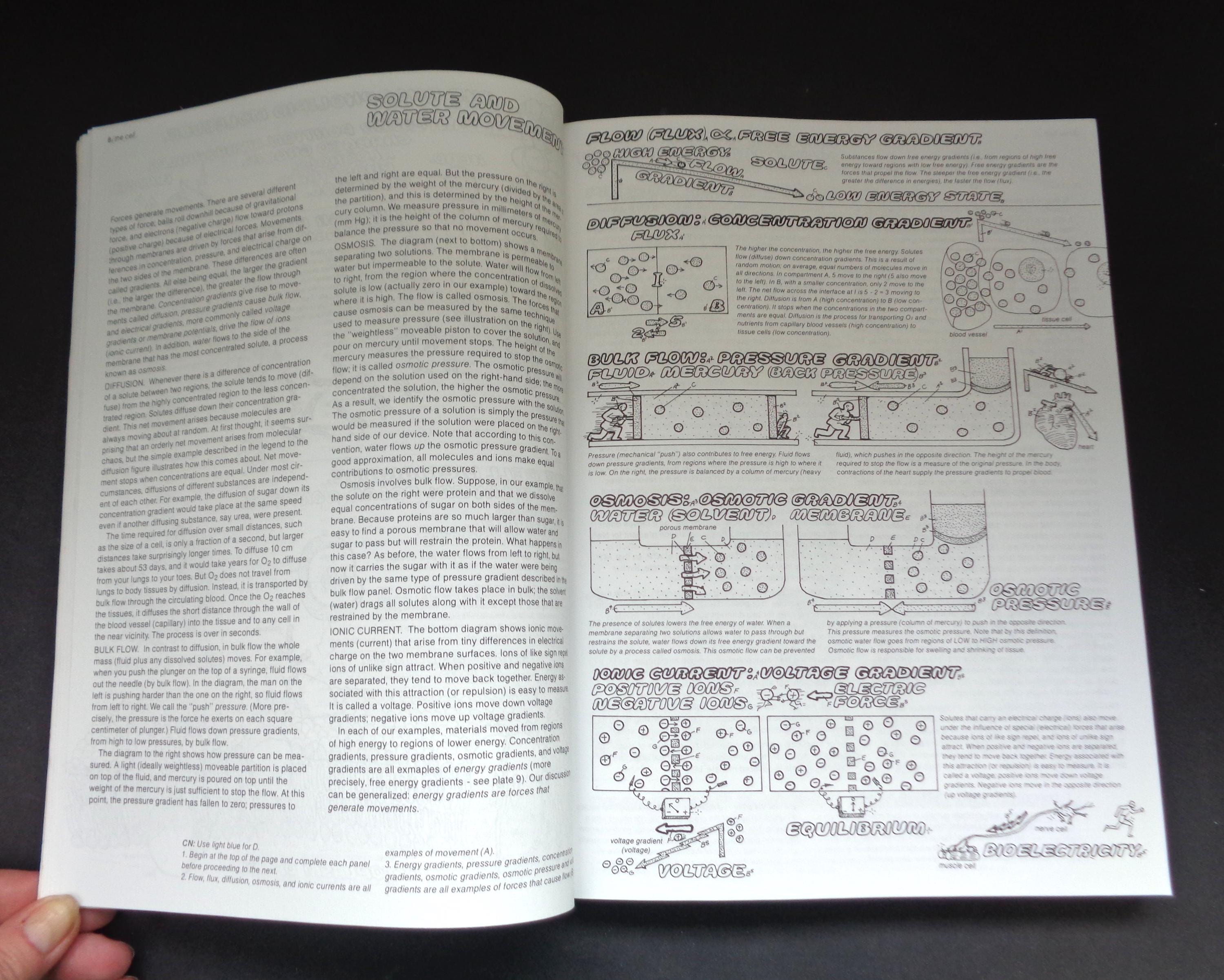 The Physiology Coloring Book by Wynn Kapit/lawrence M Elson - Etsy