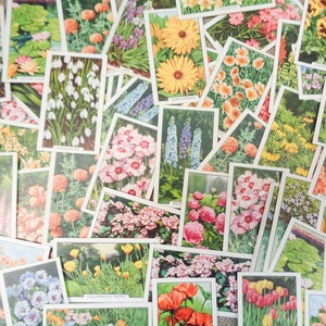 Paquete aleatorio de 10 tarjetas de cigarrillos vintage Gallaher 'Garden Flowers' de 1938