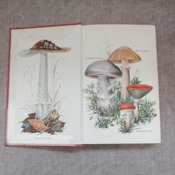 The Collins Guide to Mushrooms and Toadstools by Lange & Hora  (HB) 1963 - Fabulous Illustrations