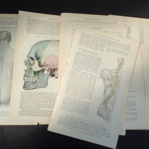 20 páginas antiguas de Anatomía de Gray para manualidades - Medicina/Anatomía vintage