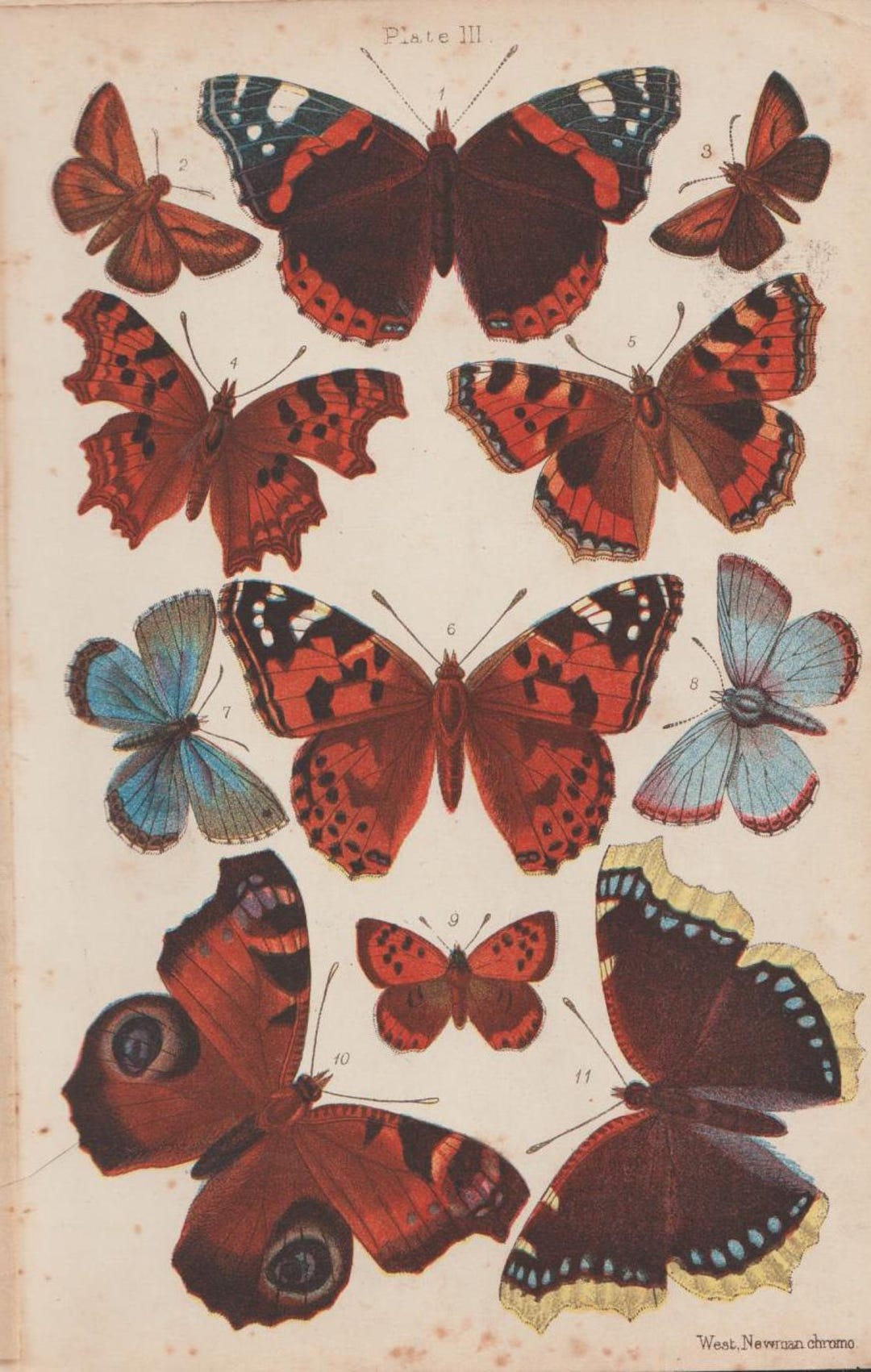 Boîte Carton Chromo Originale – France – Vers 1890 – Sortie Grenier