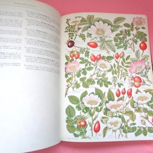 May include: An open botanical reference book featuring a page of printed text on the left and a detailed color illustration of various wild rose species with white and pink flowers, green leaves, and red rose hips on the right-hand page.